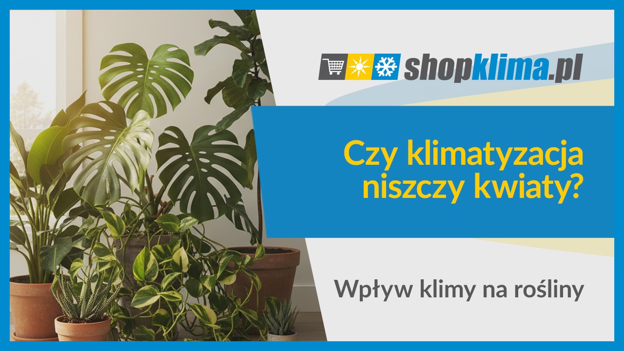 Czy klimatyzacja niszczy kwiaty? Wpływ klimy na rośliny